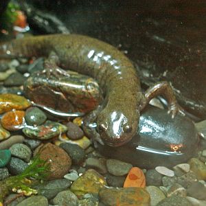 Japanese black salamander