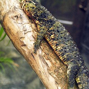 Chinese crocodile lizard