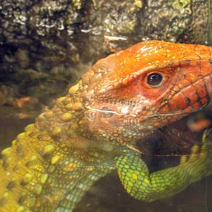Northern caiman lizard