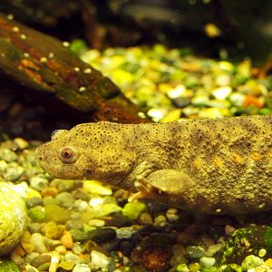 Spanish ribbed newt