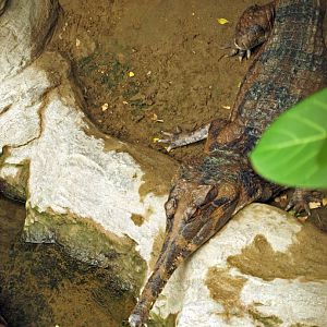 Tomistoma