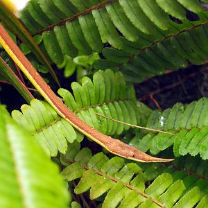 Leaf-nose snake