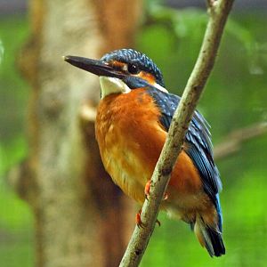 Common kingfisher