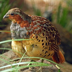 Chinese bamboo partridge