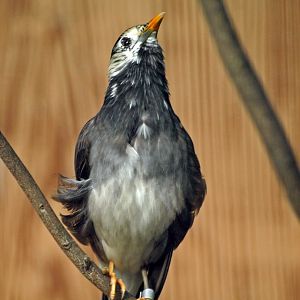 White-cheeked starling