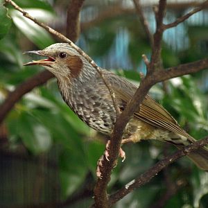 Brown-eared bulbul