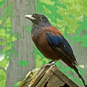 Lidth's jay