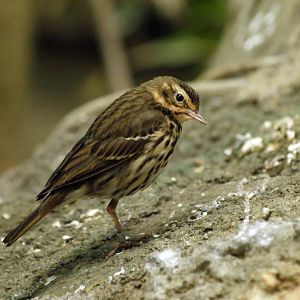 Olive-backed pipit