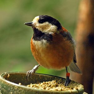 Varied tit
