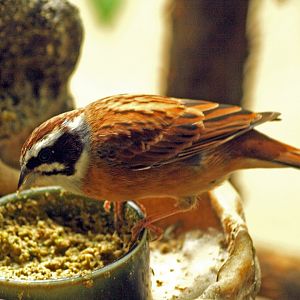 Siberian meadow bunting