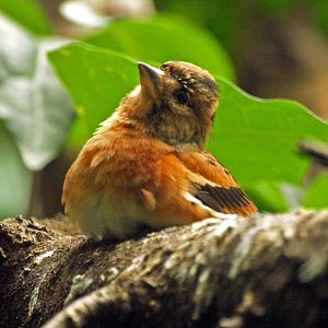 Brambling