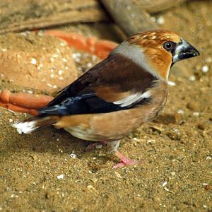 Hawfinch