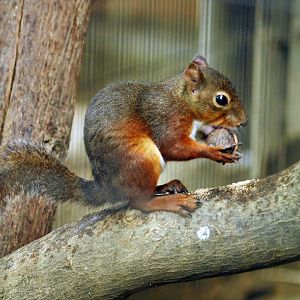 Japanese red squirrel