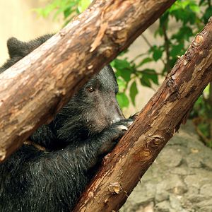 Japanese black bear