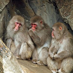 Japanese macaques