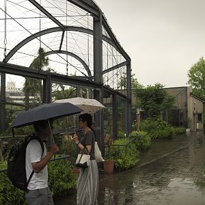 Black and white ruffed lemur enclosure