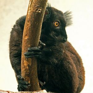 Male black lemur