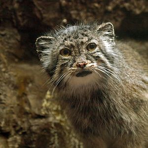 Pallas's cat
