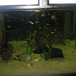 JyllandsAkvariet - Stickleback tank