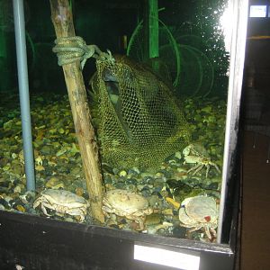 JyllandsAkvariet - Eel tank