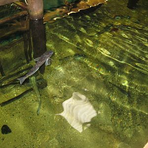 JyllandsAkvariet - Mixed tank