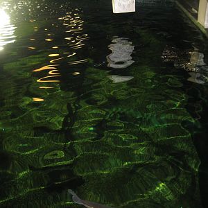 JyllandsAkvariet - Ocean tank