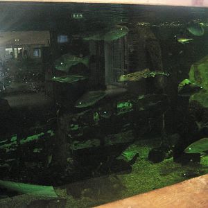 JyllandsAkvariet - Ocean tank