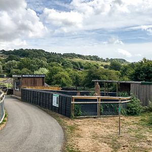 Meerkat (exhibit); drinks shack : Port Lympne : 22 Jul 2017