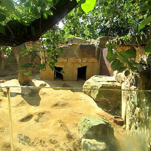 Crested Porcupine enclosure - July/2017