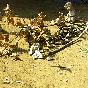 Cape Ground Squirrels - July/2017