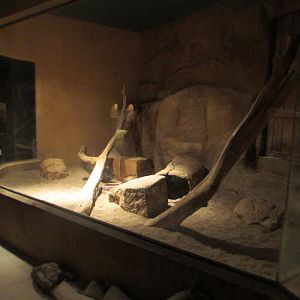 Honey Badger exhibit + Julz/2017