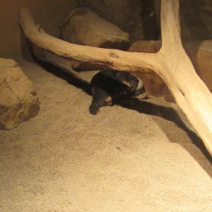 Sleeping Honey Badger + July/2017