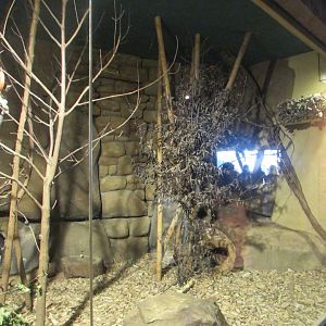 Senegal Bushbaby exhibit - July/2017