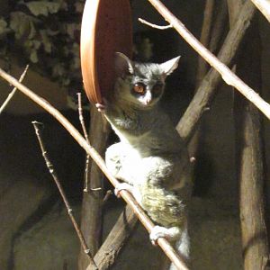 Senegal Bushbaby - July/2017