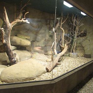 Yellow-spotted Rock Hyrax enclosure - July/2017