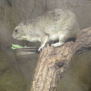 Yellow-spotted Rock Hyrax - July/2017
