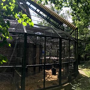 Gorilla Pavilion : Port Lympne : 22 Jul 2017