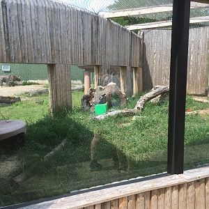 Land of the Giants- Fennec Fox Exhibit
