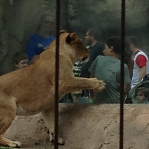 Never Turn your back on a Lion!