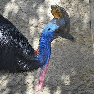Double-Wattled Cassowary_zc