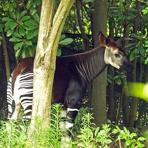 Okapi