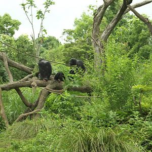 Chimpanzee group