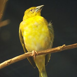 Hen black-headed weaver