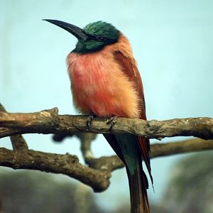 Carmine bee eater