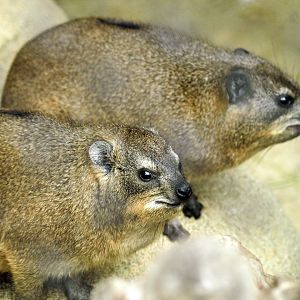 Cape hyrax