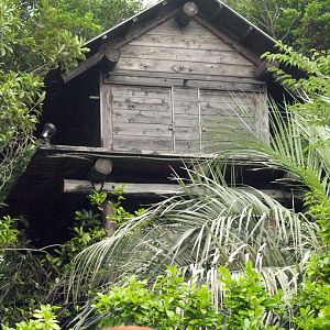 Replica native hut - Amazon jungle