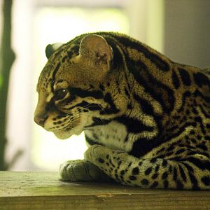 Ocelot