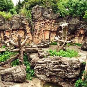 Spectacled bear enclosure
