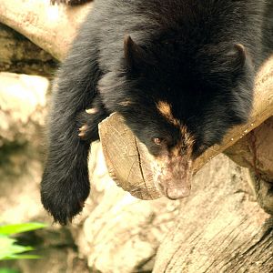 Spectacled bear