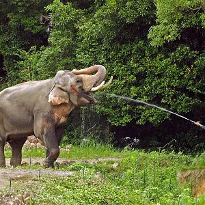 Bull Asian elephant and keeper